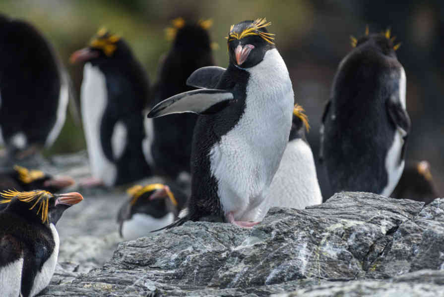 Pingüino Macaroni - islas Georgias del Sur 18.jpg